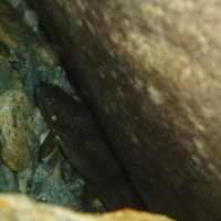 Nom du fichier=P3160165.jpg
Taille du fichier=126Ko
Dimensions : 1024x768
Ajouté le : 26 Septembre 2006 P3160165.jpg