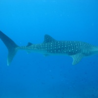 Nom du fichier=Photo_juillet_440.jpg
Taille du fichier=30Ko
Dimensions : 700x525
Ajouté le : 03 Décembre 2006 Photo_juillet_440.jpg