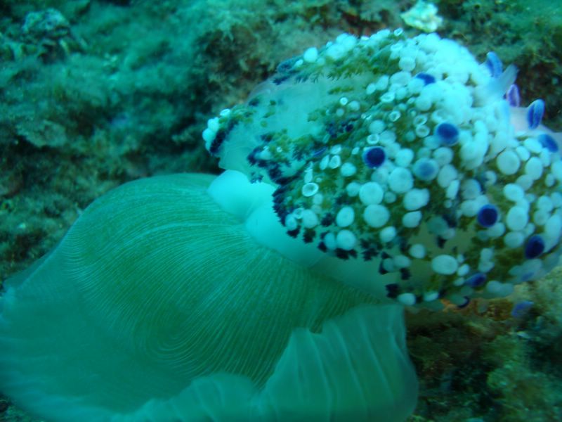 DSC09707-CPPLO
