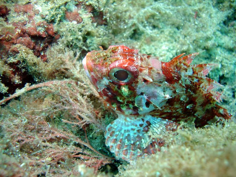 DSC09712-CPPLO

