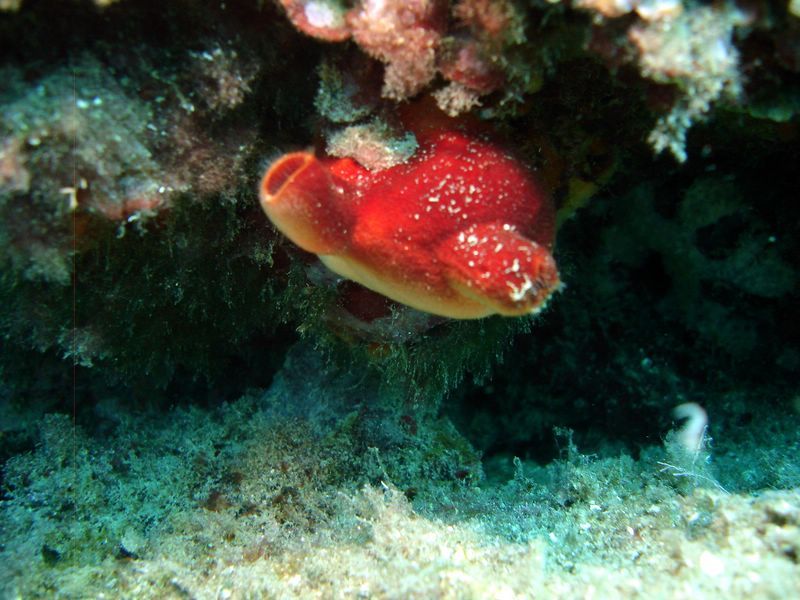 DSC09715-CPPLO
