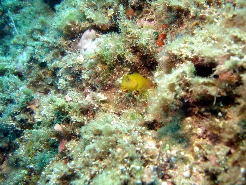 DSC09759-CPPLO
