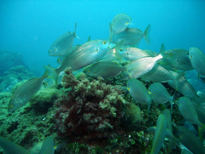 DSC09780-CPPLO
