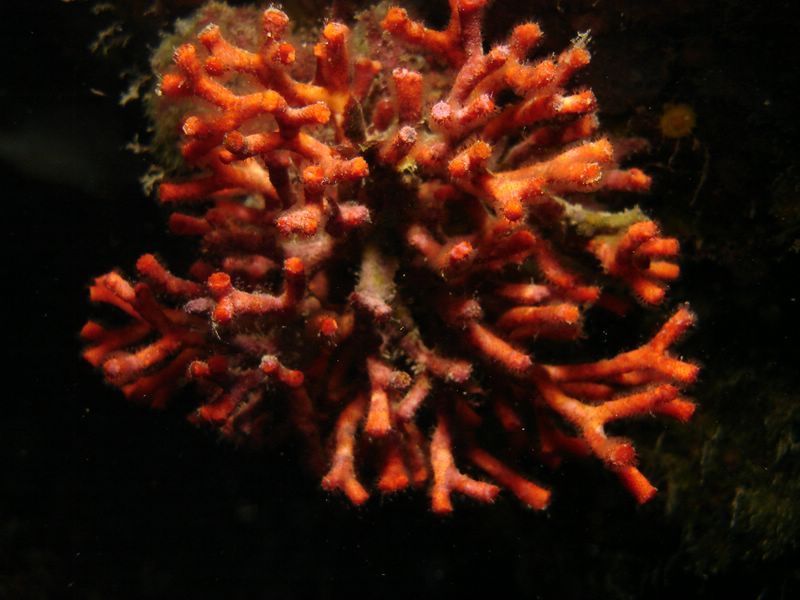 DSC09782-CPPLO

