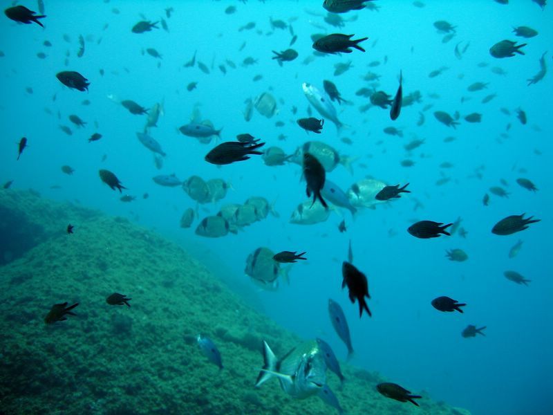 DSC09809-CPPLO
