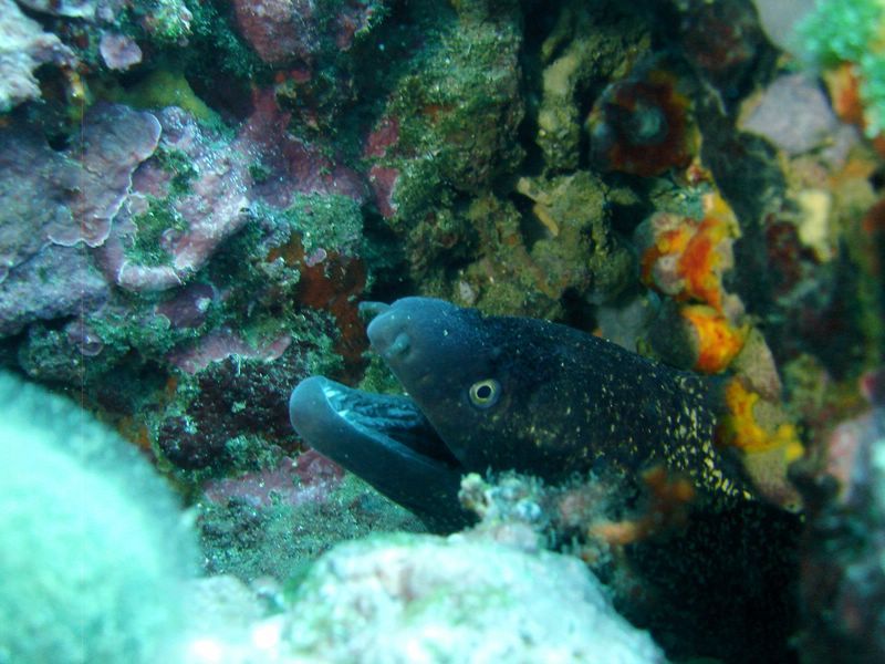 DSC09817-CPPLO
