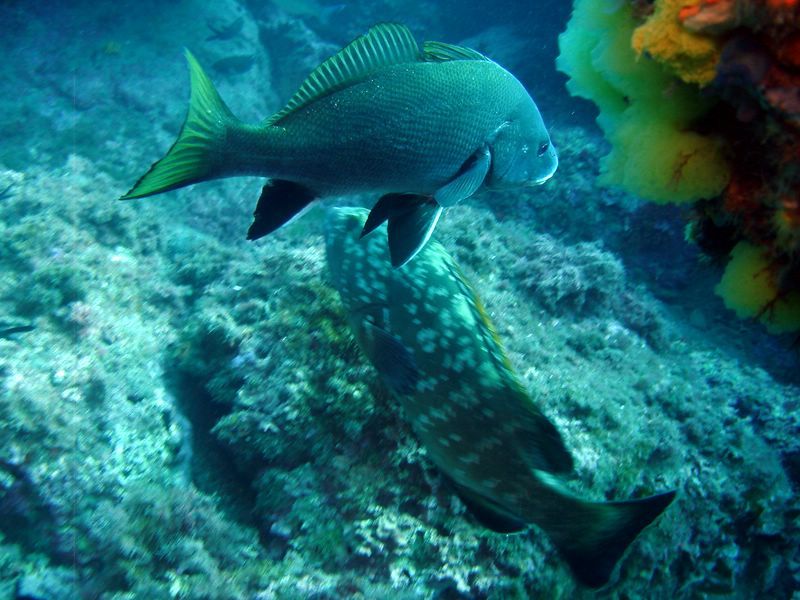 DSC09839-CPPLO
