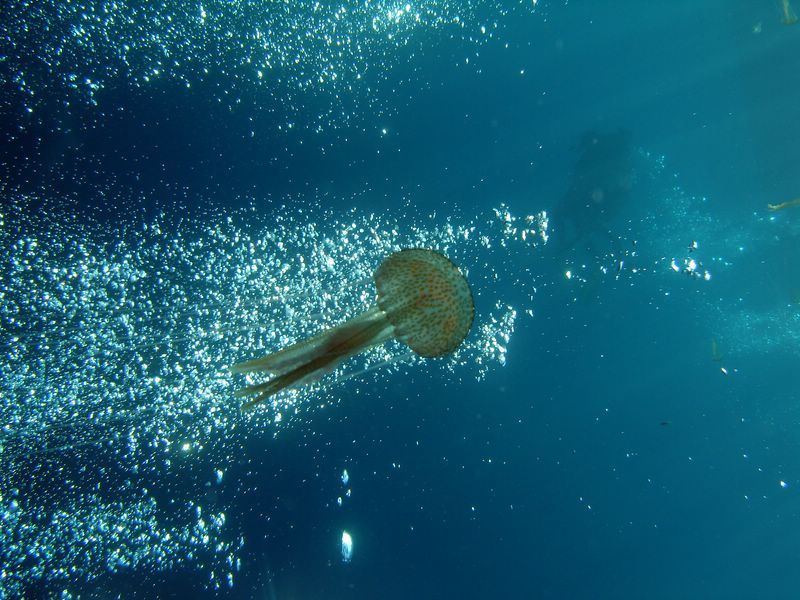 DSC09902-CPPLO
