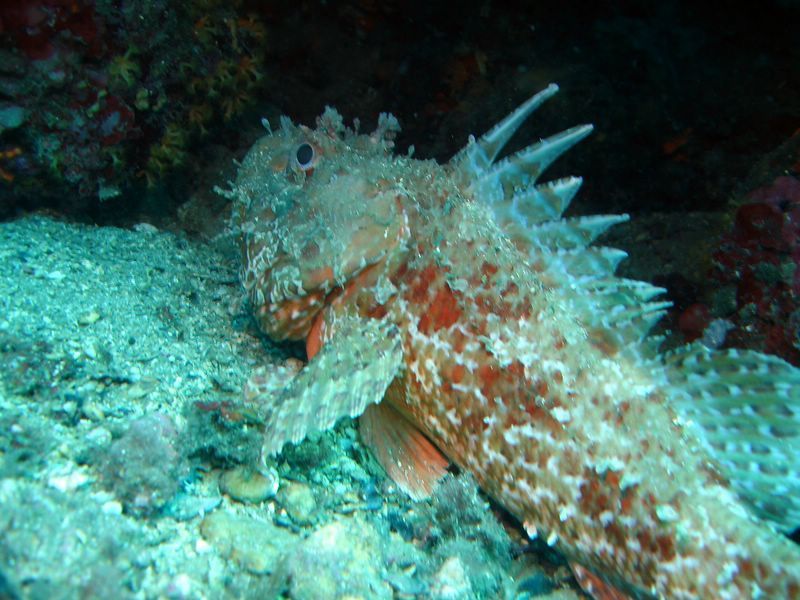 DSC09962-CPPLO
