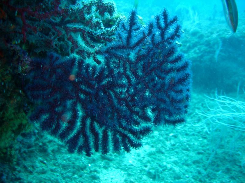 DSC09968-CPPLO
