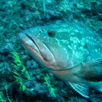 DSC09872-CPPLO.JPG