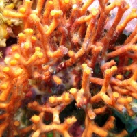 DSC09961-CPPLO.JPG