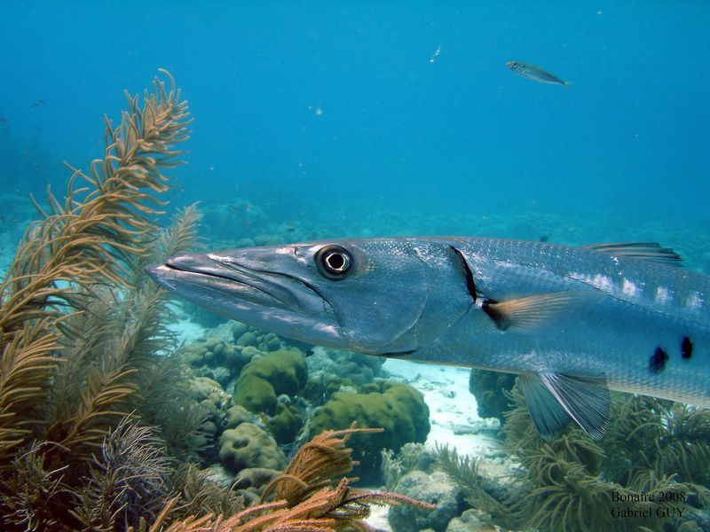 DSC07062-CPPLO
Barracuda
