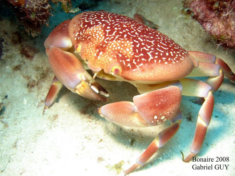 DSC07435-CPPLO
Crabe
