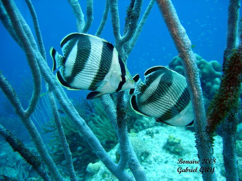 DSC07520-CPPLO
Couple de poissons-papillons

