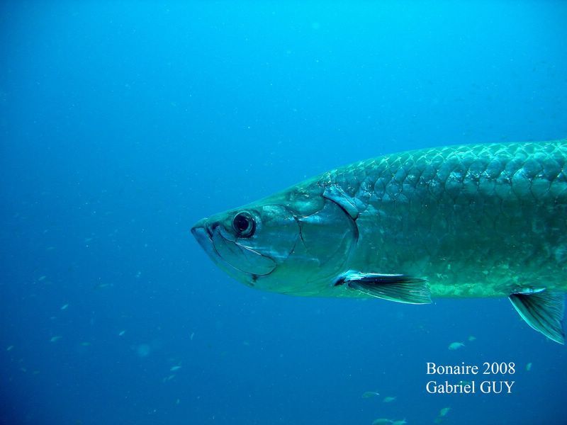 DSC07828-CPPLO
Tarpon
