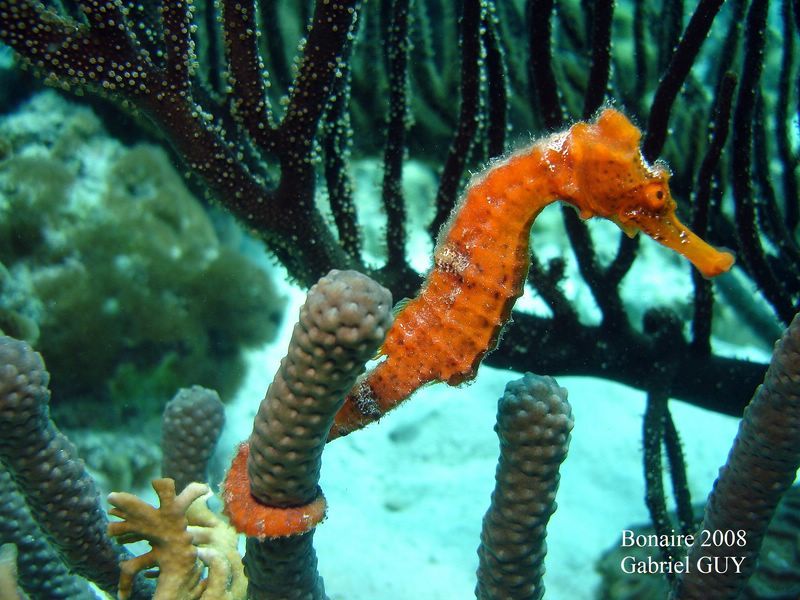 DSC08035-CPPLO
hippocampe
