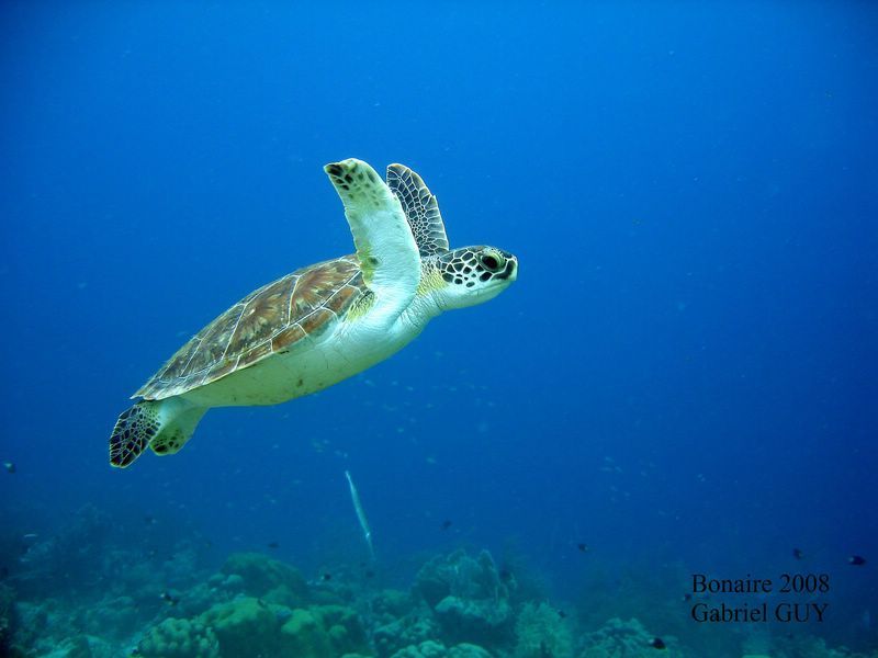 DSC08082-CPPLO
Tortue imbriquÃ©e
