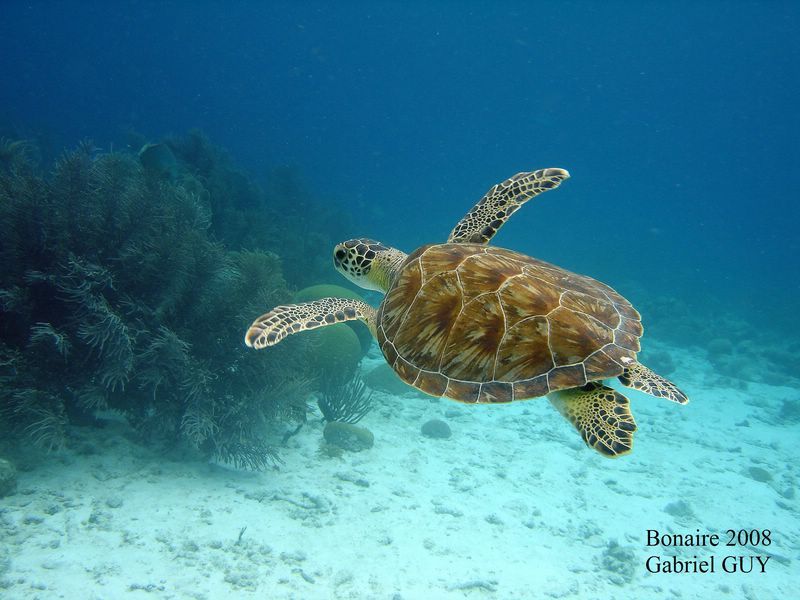 DSC08202-CPPLO
Tortue imbriquÃ©e
