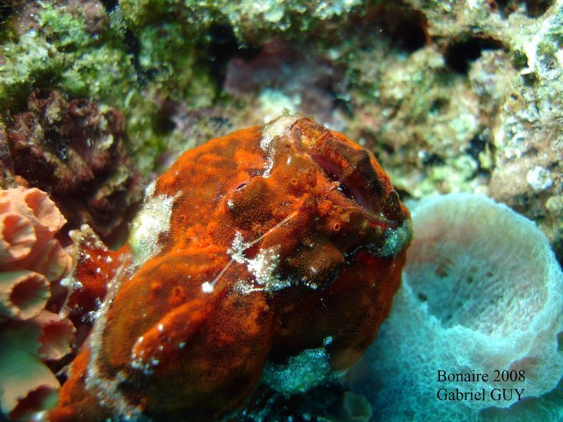 DSC08231-CPPLO
Antennaire ou poisson-crapaud (Frogfish)
