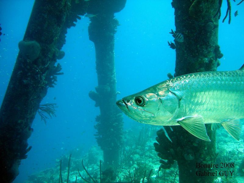 DSC08353-CPPLO
Tarpon
