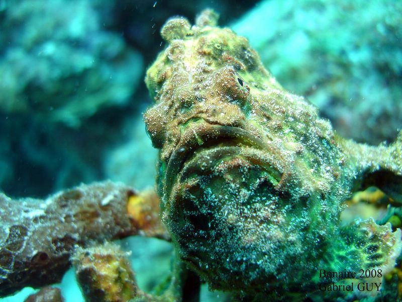 DSC08438-CPPLO
Antennaire ou poisson crapaud (frogfish)
