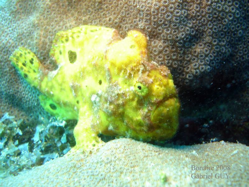DSC08731-CPPLO
Antennaire jaune ou poisson crapaud (frogfish)
