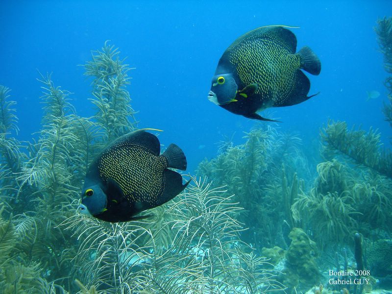 DSC07194-CPPLO
Couple de poissons-anges
