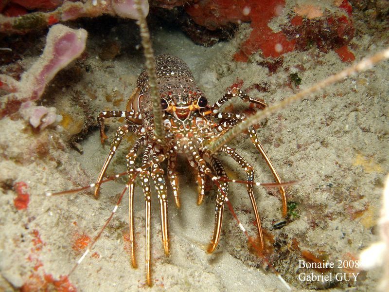 DSC07753-CPPLO
Langouste

