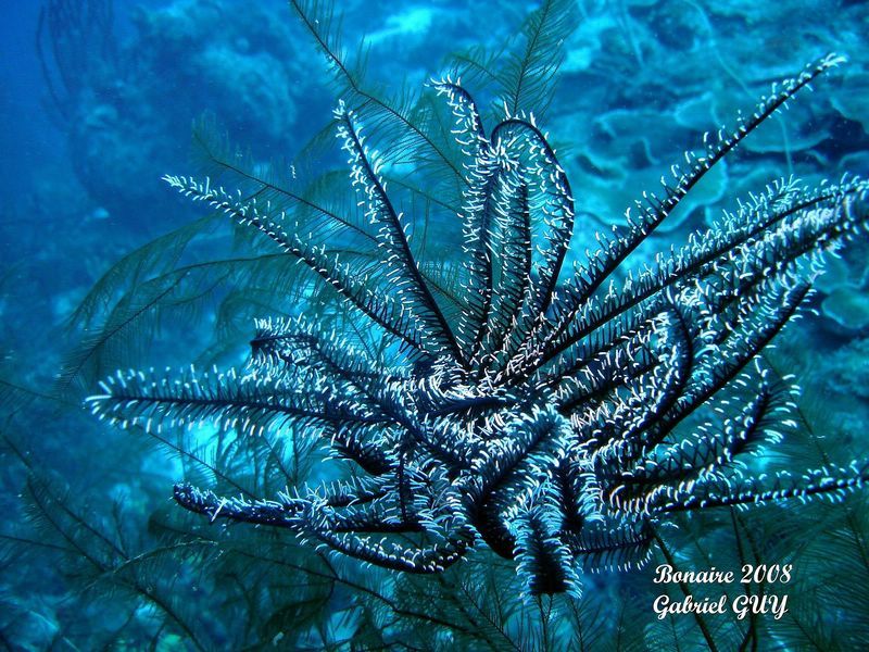 DSC07813-CPPLO
CrinoÃ¯de
