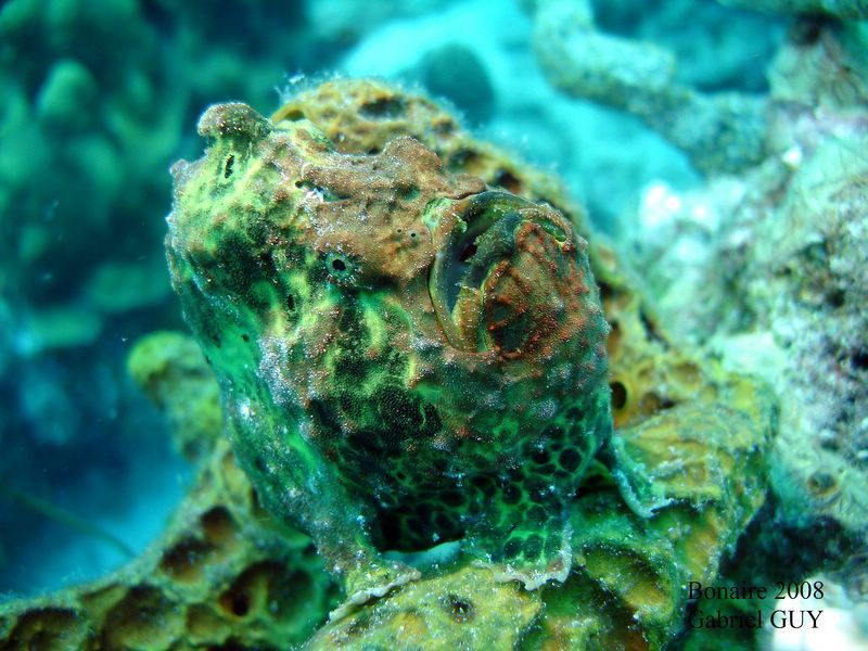 DSC08058-CPPLO
Antennaire femelle ou poisson crapaud
