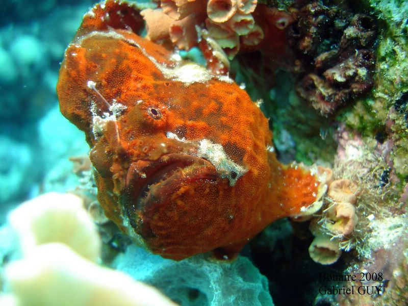DSC08235-CPPLO
Antennaire ou poisson crapaud
