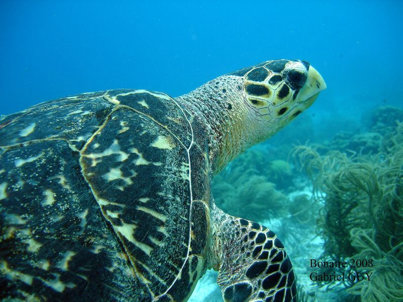 DSC08494-CPPLO
Tortue imbriquÃ©e
