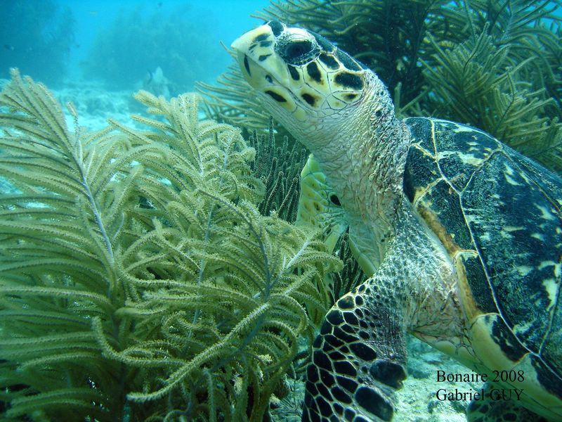 DSC08498-CPPLO
Tortue imbriquÃ©e
