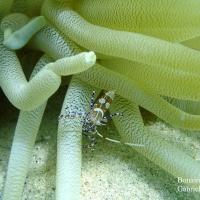 DSC07411-CPPLO.JPG