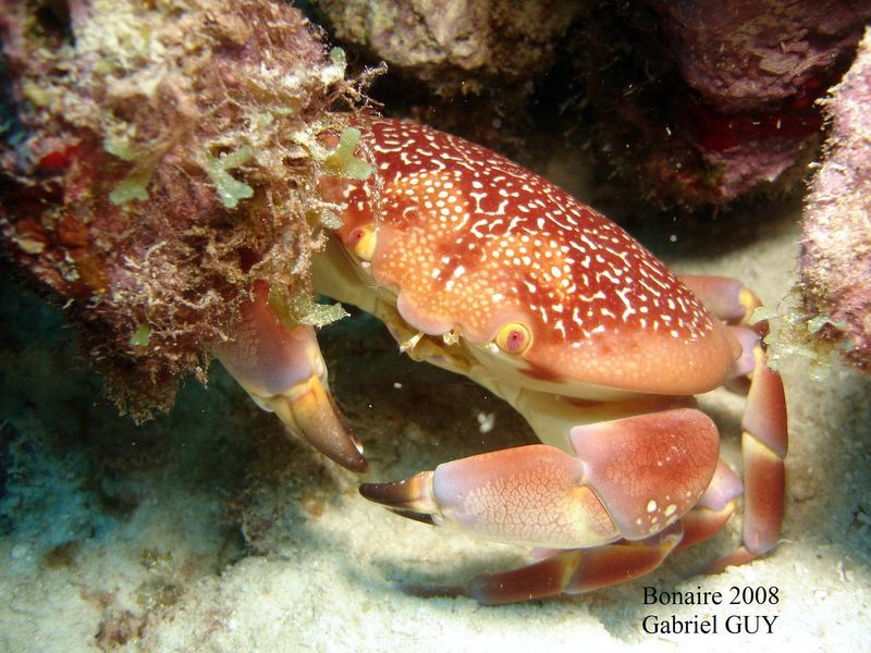 DSC07437-CPPLO
Crabe
