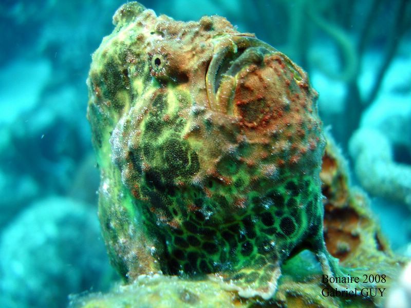 DSC08057-CPPLO
Antennaire femelle ou poisson crapaud
