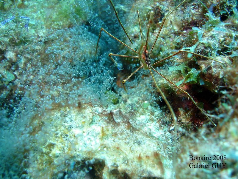 DSC08085-CPPLO
Crabe
