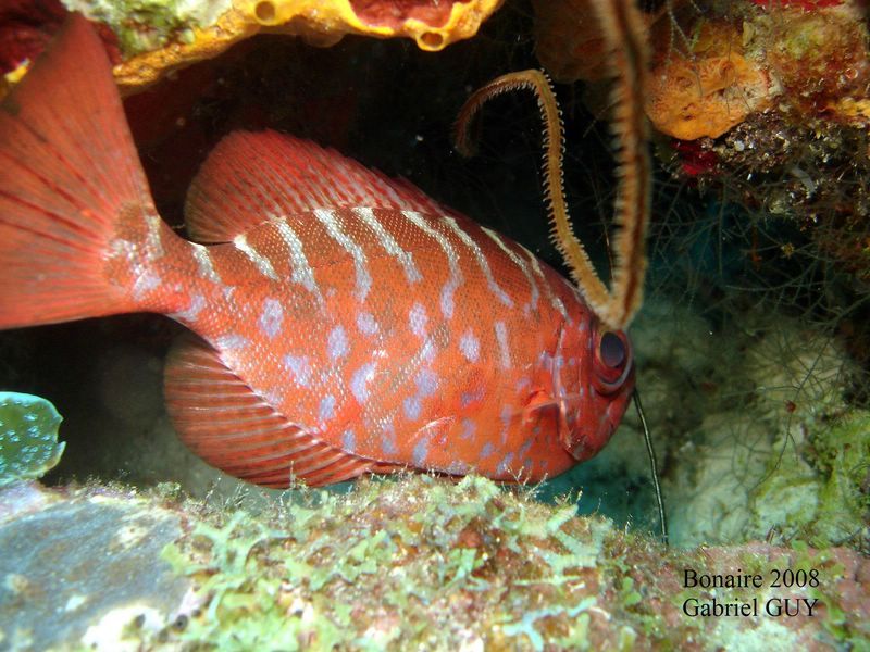 DSC08145-CPPLO
Poisson gros-yeux
