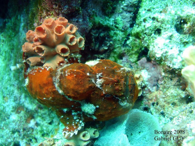DSC08223-CPPLO
Antennaire rouge ou poisson crapaud

