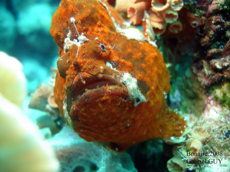 DSC08234-CPPLO
Antennaire rouge ou poisson crapaud
