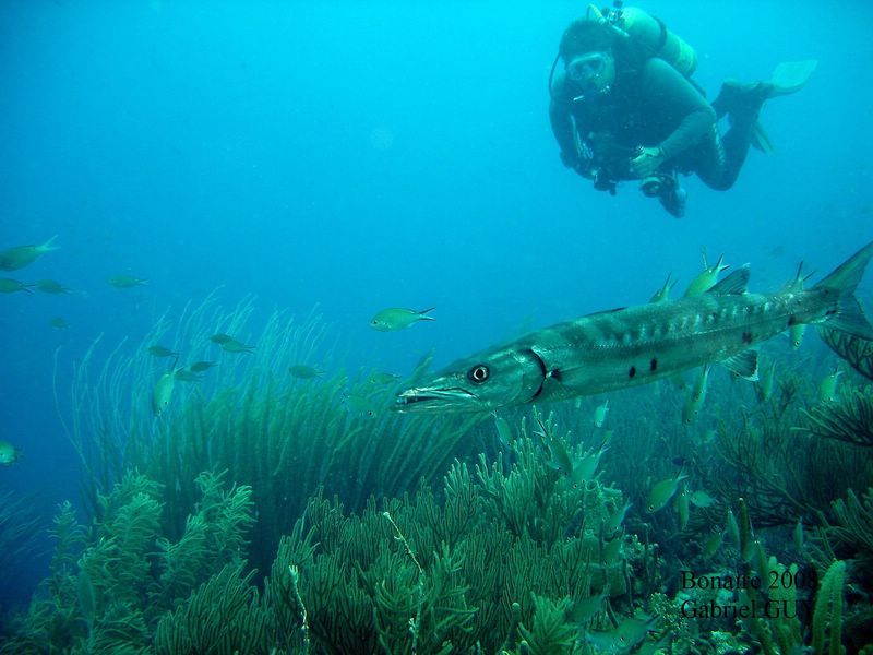 DSC08274-CPPLO
Barracuda et plongeur: lequel ?
