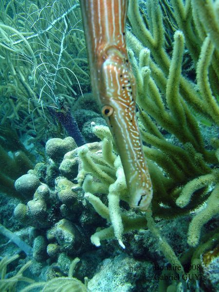 DSC08425-CPPLO
Poisson trompette

