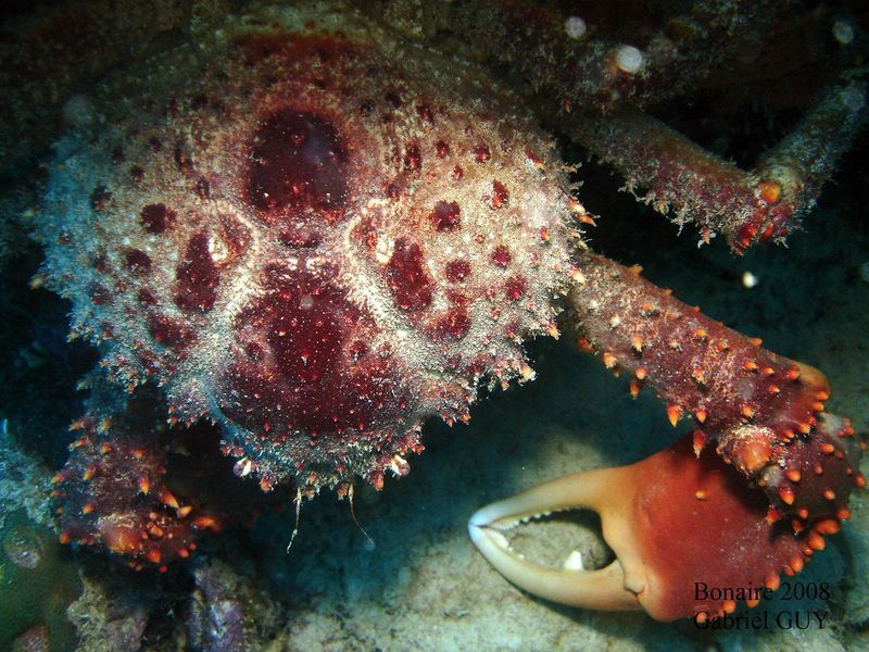 DSC08537-CPPLO
Crabe araignÃ©e
