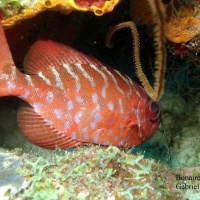 DSC08145-CPPLO.JPG
