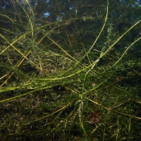 DSC00187-CPPLO.JPG