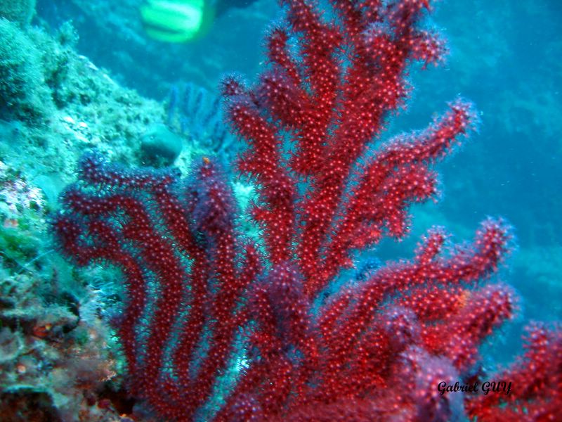 Gorgone rouge
