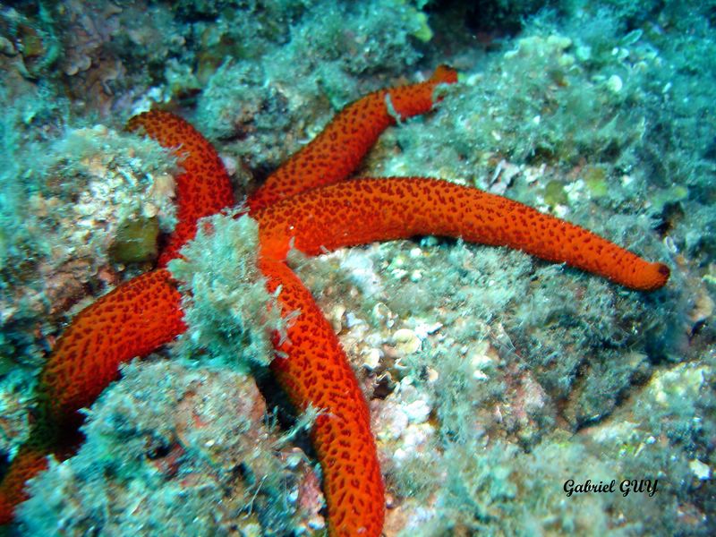 Etoile de mer
