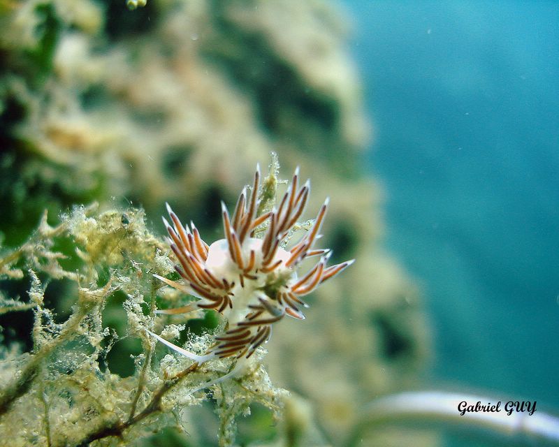 Nudibranche
