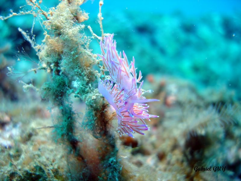 Accouplement de nudibranches : merci Thierry!!
